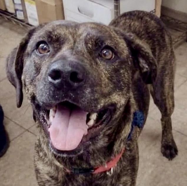 Enlarge Rouge, a Adoptable mixed breed in Cumming, GA image 1/2