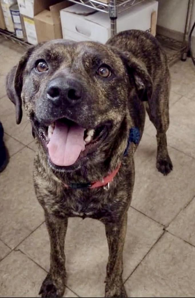 Enlarge Rouge, a Adoptable mixed breed in Cumming, GA image 2/2