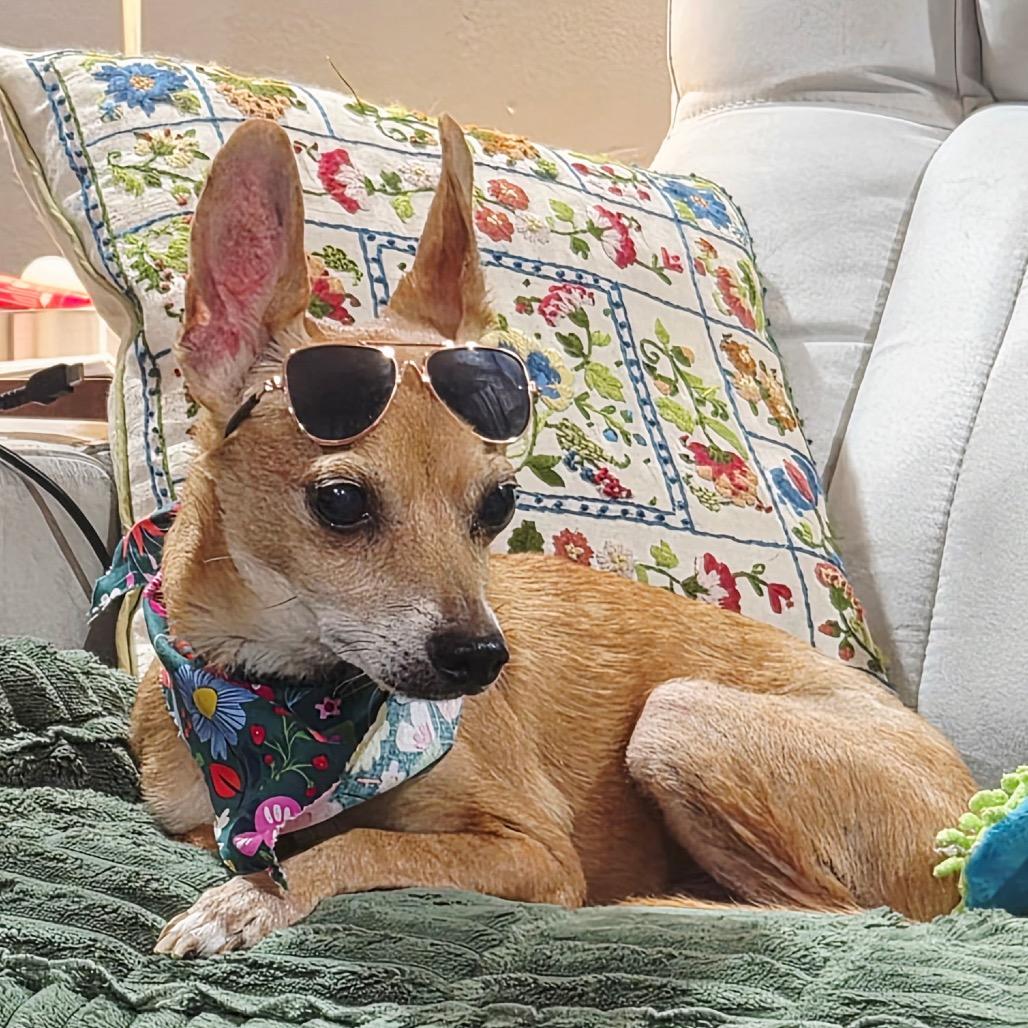 Willie, Adoptable, Adult Male Chihuahua.