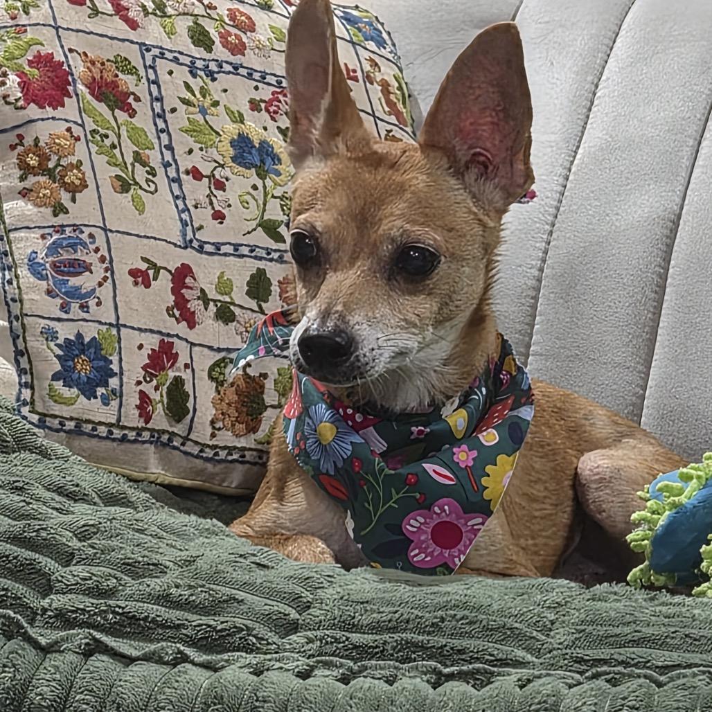 Willie, a Adoptable Chihuahua in Gulfport, MS image 2/6