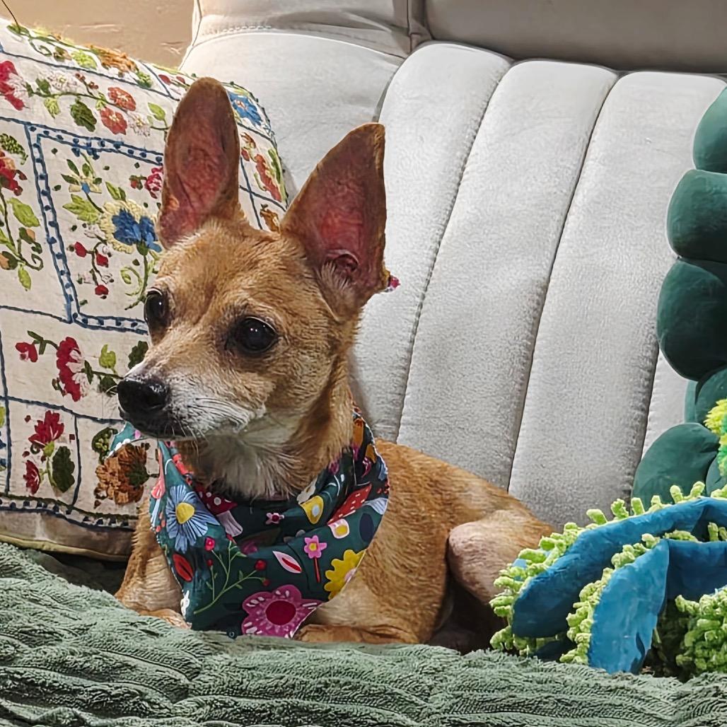 Willie, a Adoptable Chihuahua in Gulfport, MS image 4/6