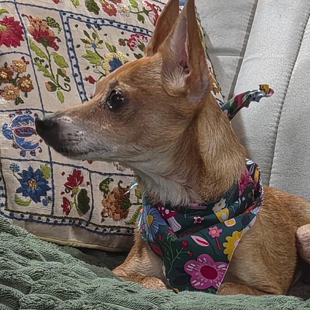 Willie, a Adoptable Chihuahua in Gulfport, MS image 5/6