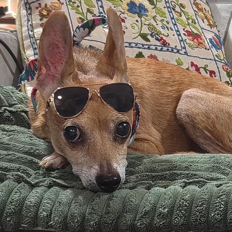 Willie, a Adoptable Chihuahua in Gulfport, MS image 6/6