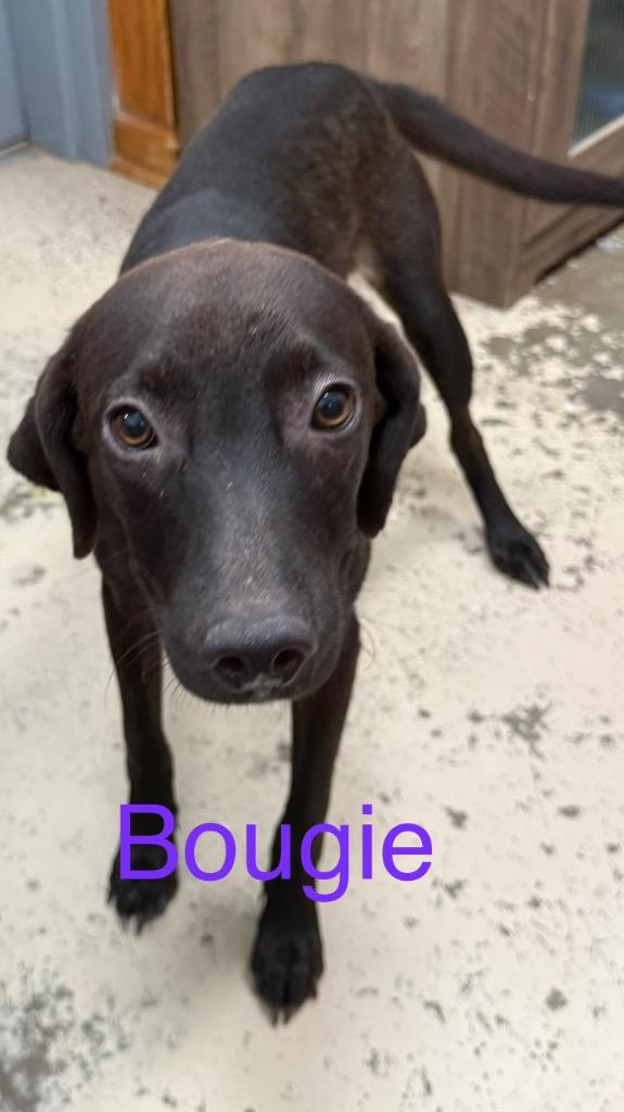 Enlarge Chaos, a Adoptable mixed breed in Saint Francisville, LA image 1/1