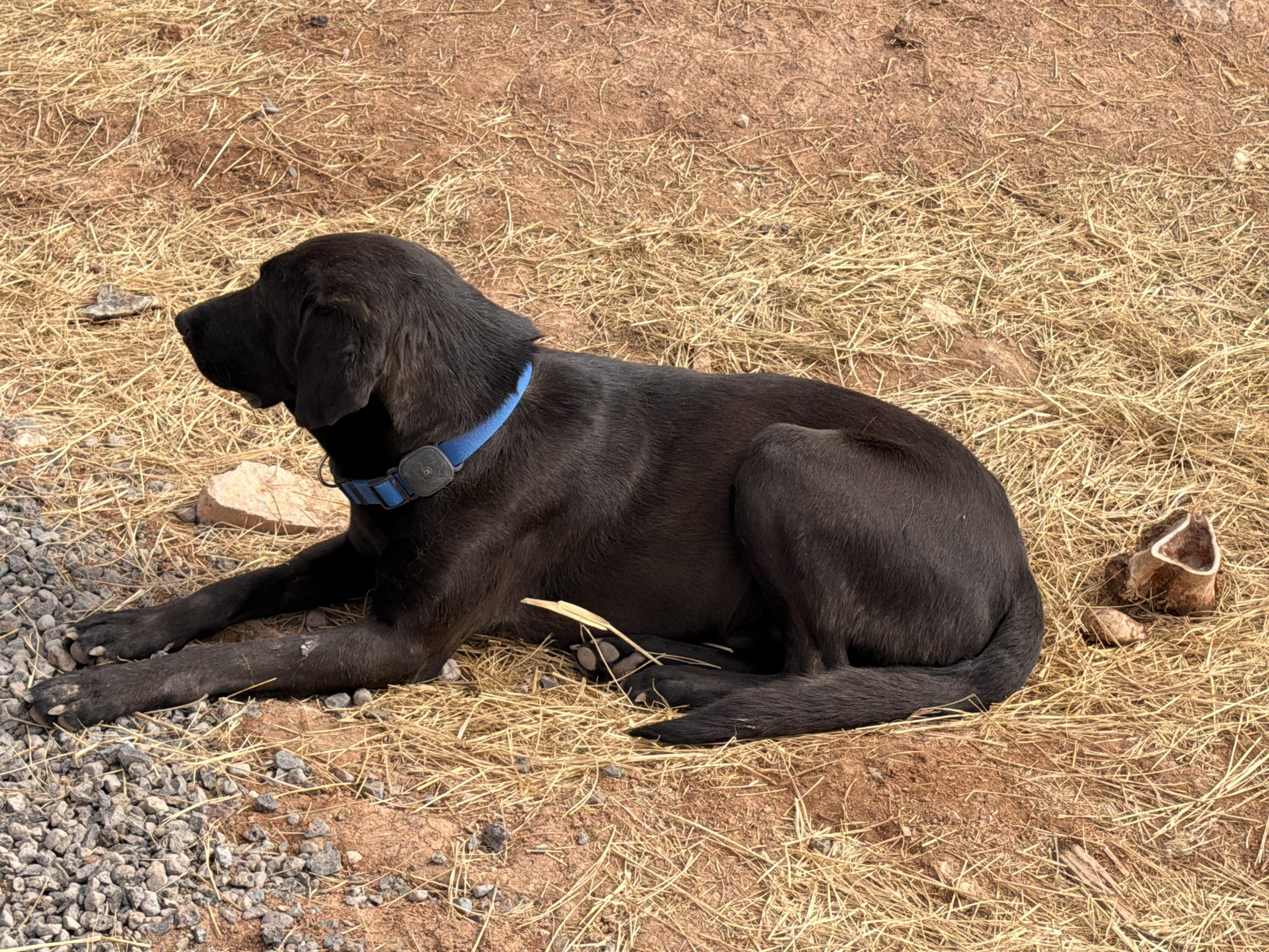 Enlarge Coal, a Adoptable Labrador Retriever in Hotchkiss, CO image 5/5