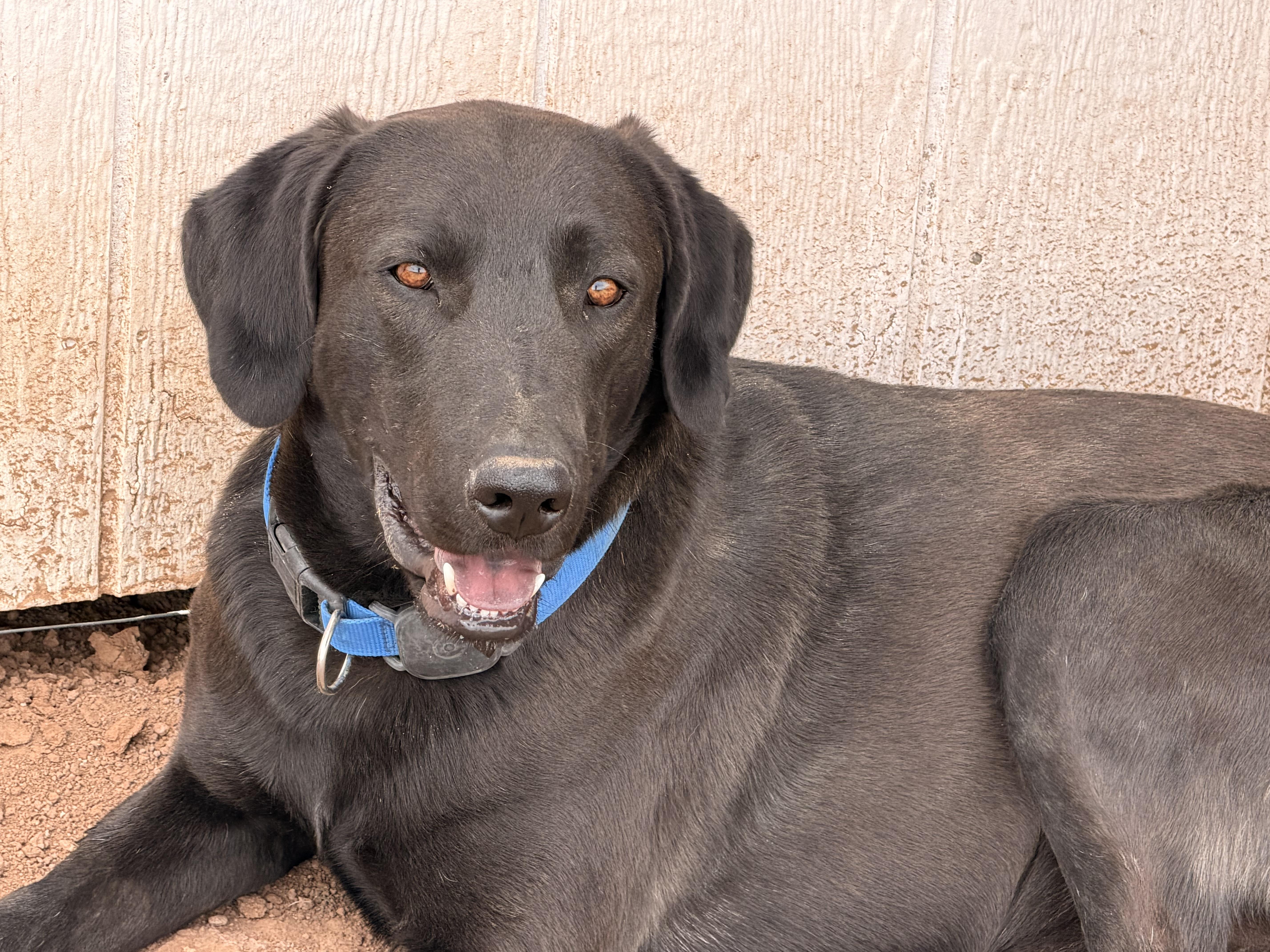 Enlarge Coal, a Adoptable Labrador Retriever in Hotchkiss, CO image 3/5