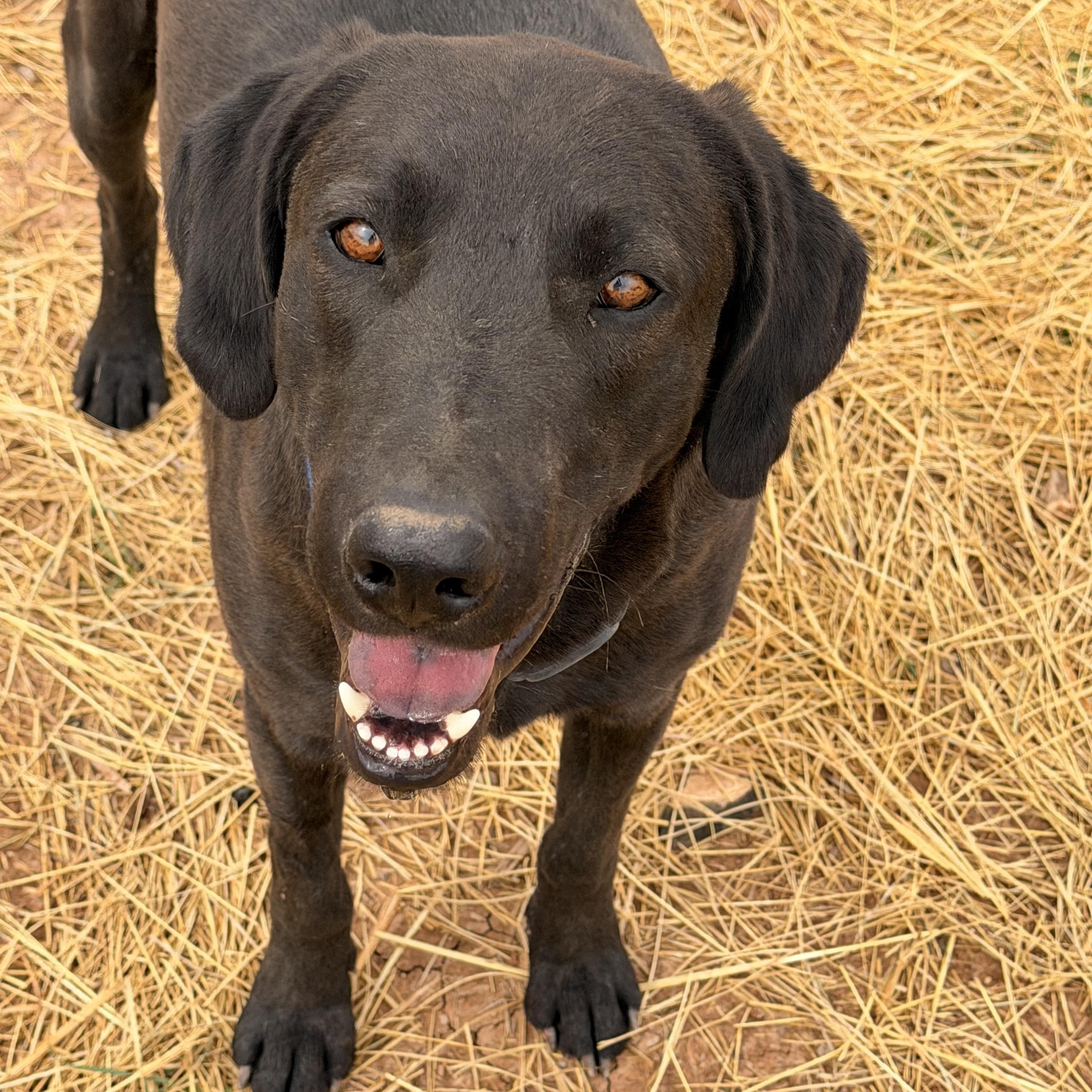 Coal, Adoptable, Young Male Labrador Retriever.