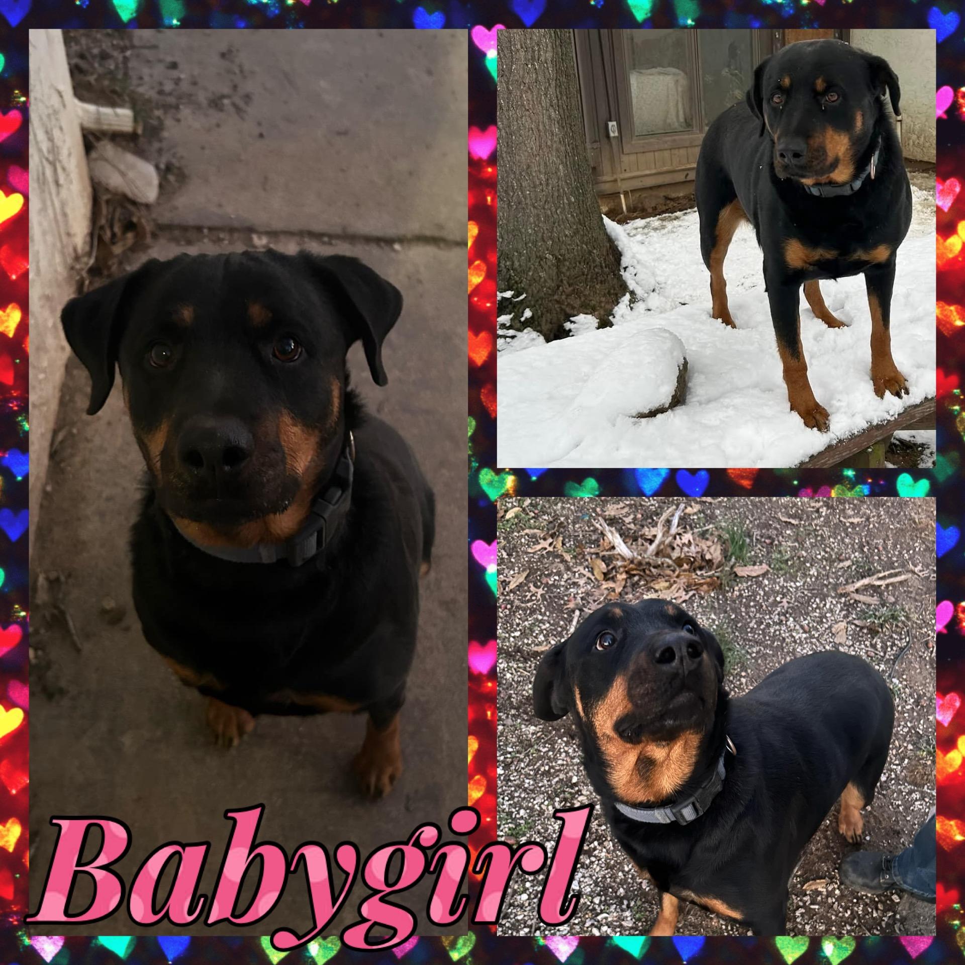 Enlarge Babygirl, a Adoptable Rottweiler in Polk, OH image 1/1