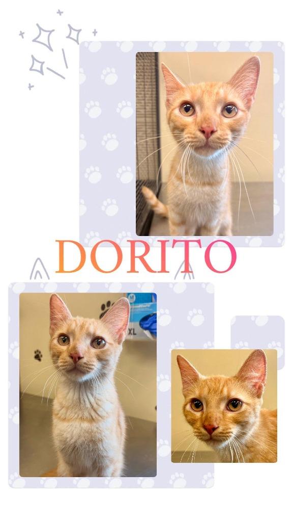 Dorito, Adoptable, Kitten Male Domestic Medium Hair.