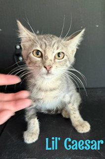 Lil Caesar, Adoptable, Young Male Domestic Short Hair & Tabby.
