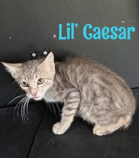 Enlarge Lil Caesar, a Adoptable mixed breed in Pleasanton, TX image 2/2