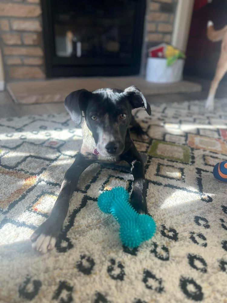 Nelly aka Athena, Adoptable, Young Female Terrier & Catahoula Leopard Dog.