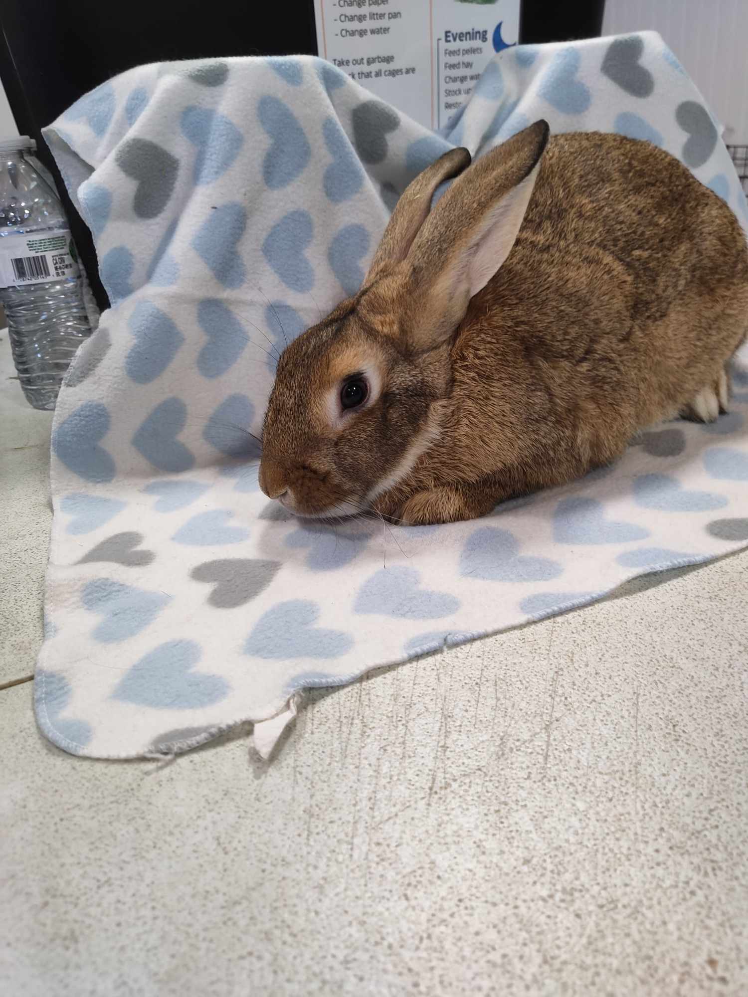 Enlarge Garnet, a Adoptable American in Erie, PA image 1/8