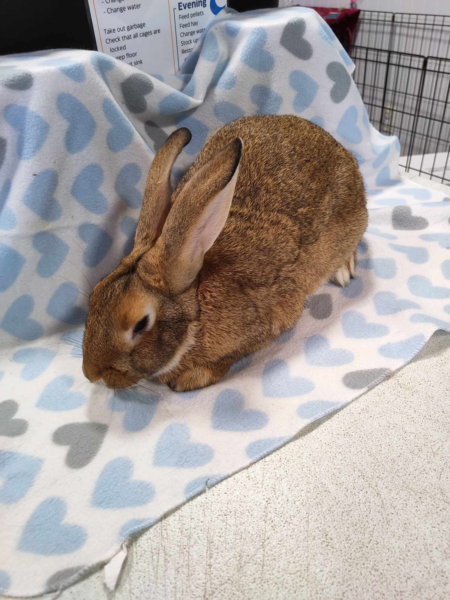 Enlarge Garnet, a Adoptable American in Erie, PA image 2/8