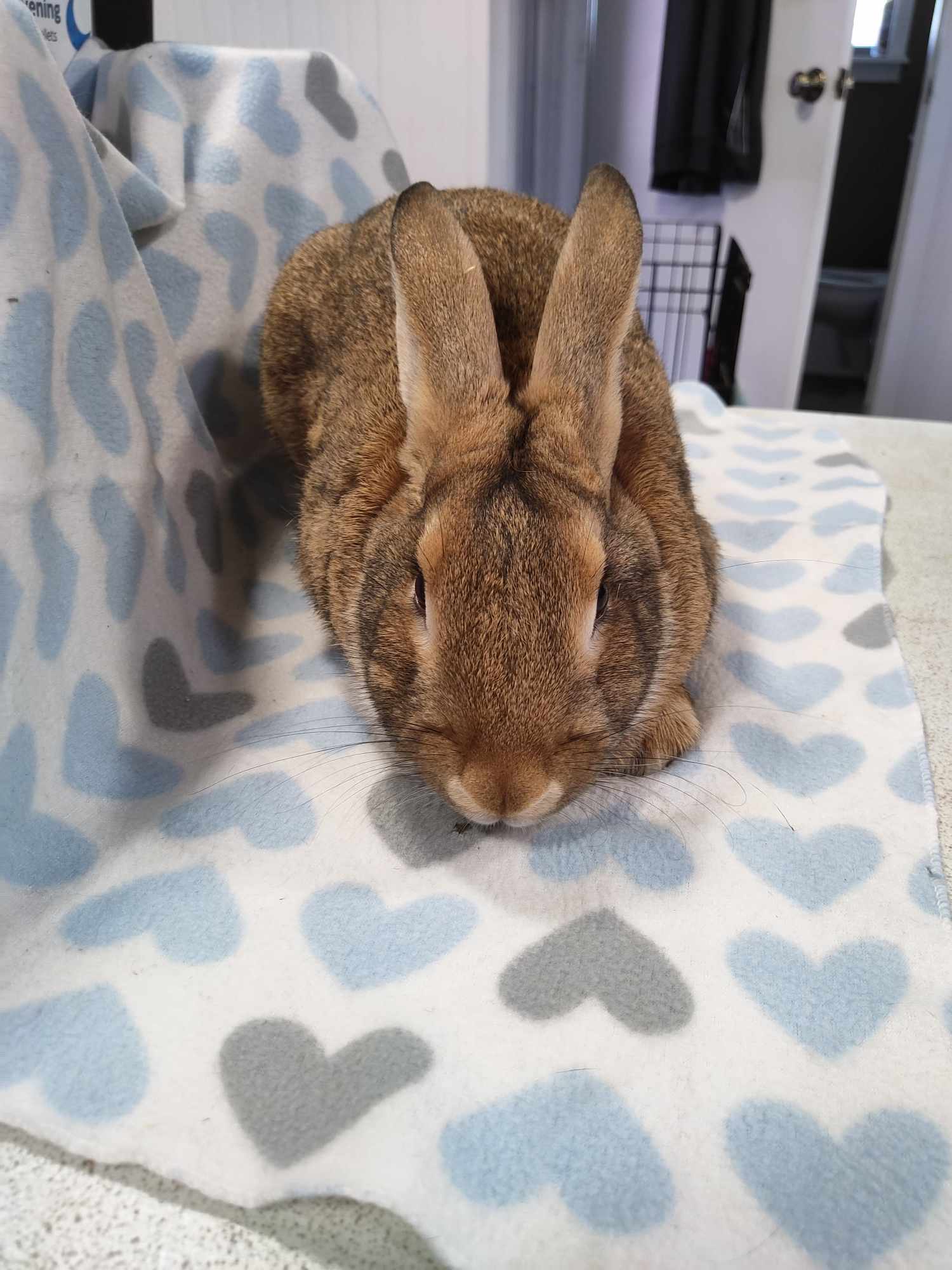 Enlarge Garnet, a Adoptable American in Erie, PA image 4/8