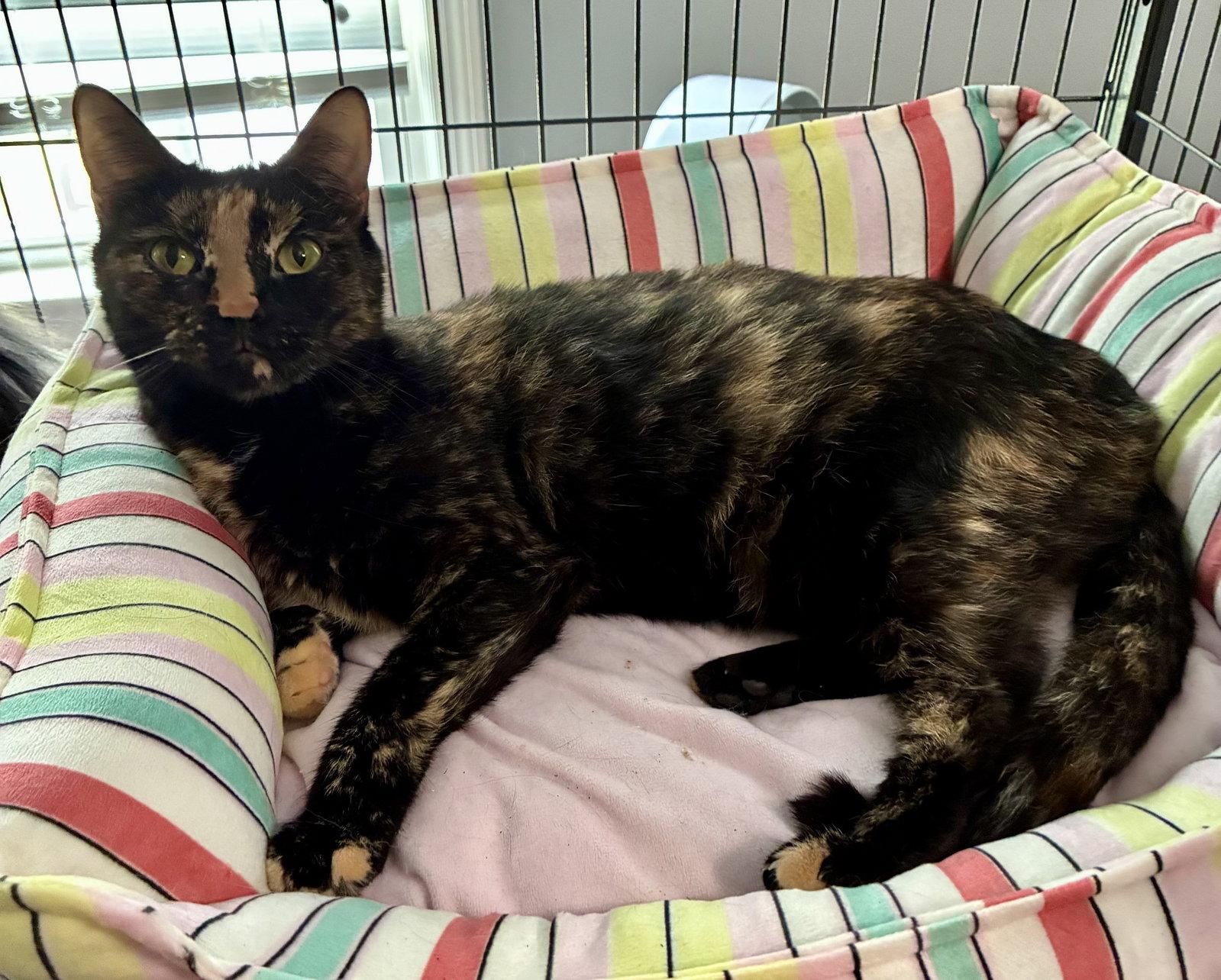Beetle, Adoptable, Kitten Female Domestic Short Hair & Tortoiseshell.