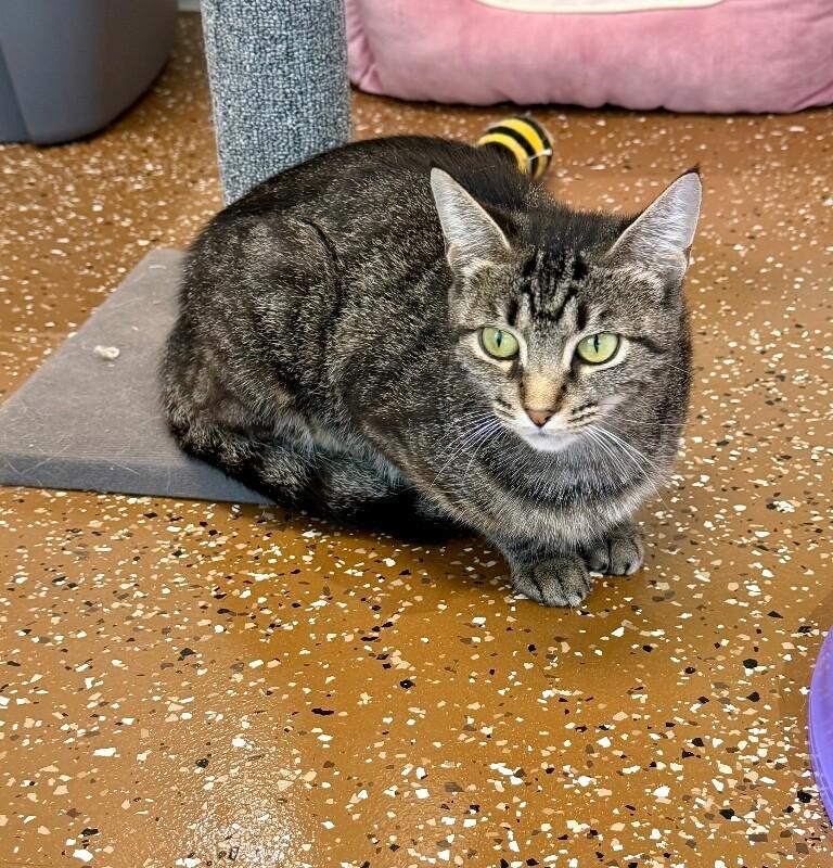 Zeniba, Adoptable, Adult Female Domestic Short Hair.