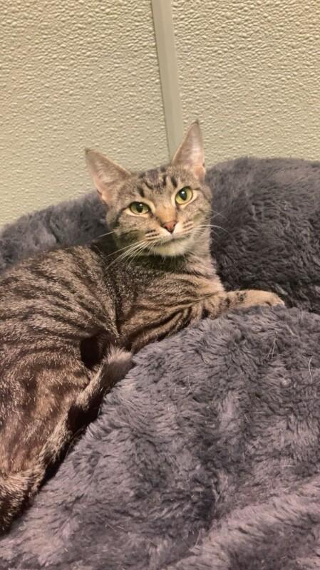 Zeniba, a Adoptable Domestic Short Hair in Jackson, TN image 2/4