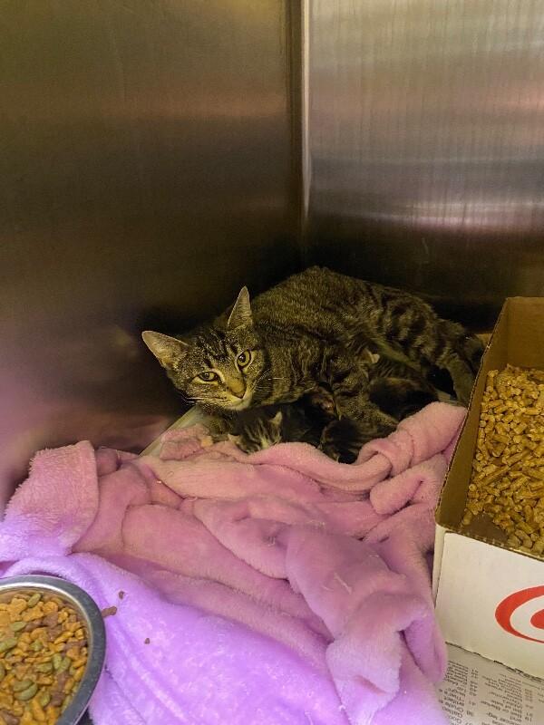 Zeniba, Adoptable, Adult Female Domestic Short Hair.