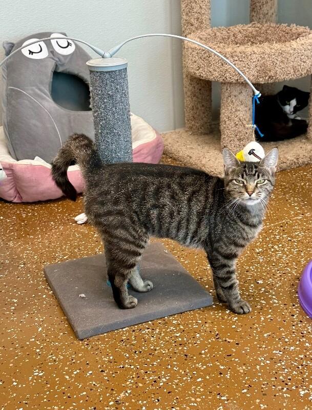 Zeniba, a Adoptable Domestic Short Hair in Jackson, TN image 4/4