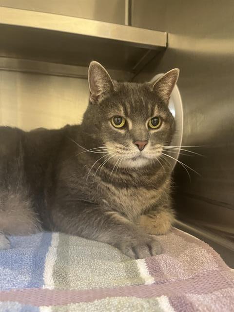 BENNY, Adoptable, Senior Male Domestic Short Hair.