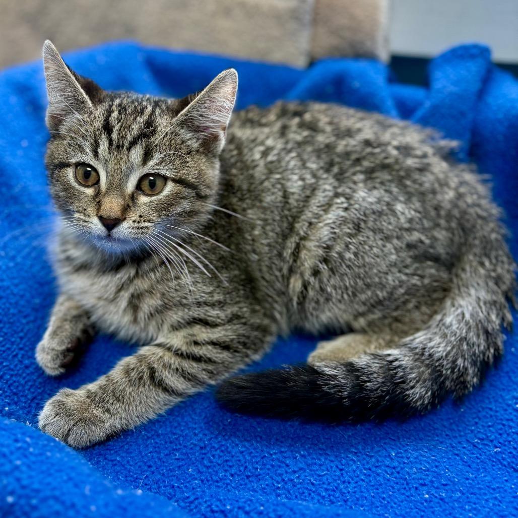 Enlarge Noodle, a Adoptable Domestic Short Hair in New Fairfield, CT image 1/3