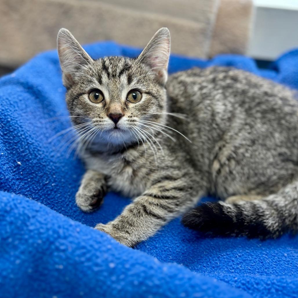 Enlarge Noodle, a Adoptable Domestic Short Hair in New Fairfield, CT image 2/3