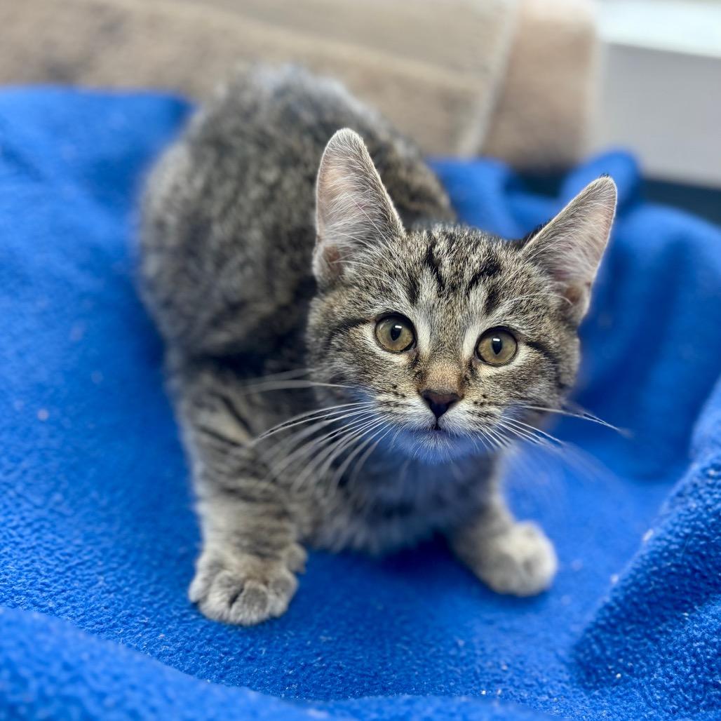 Enlarge Noodle, a Adoptable Domestic Short Hair in New Fairfield, CT image 3/3