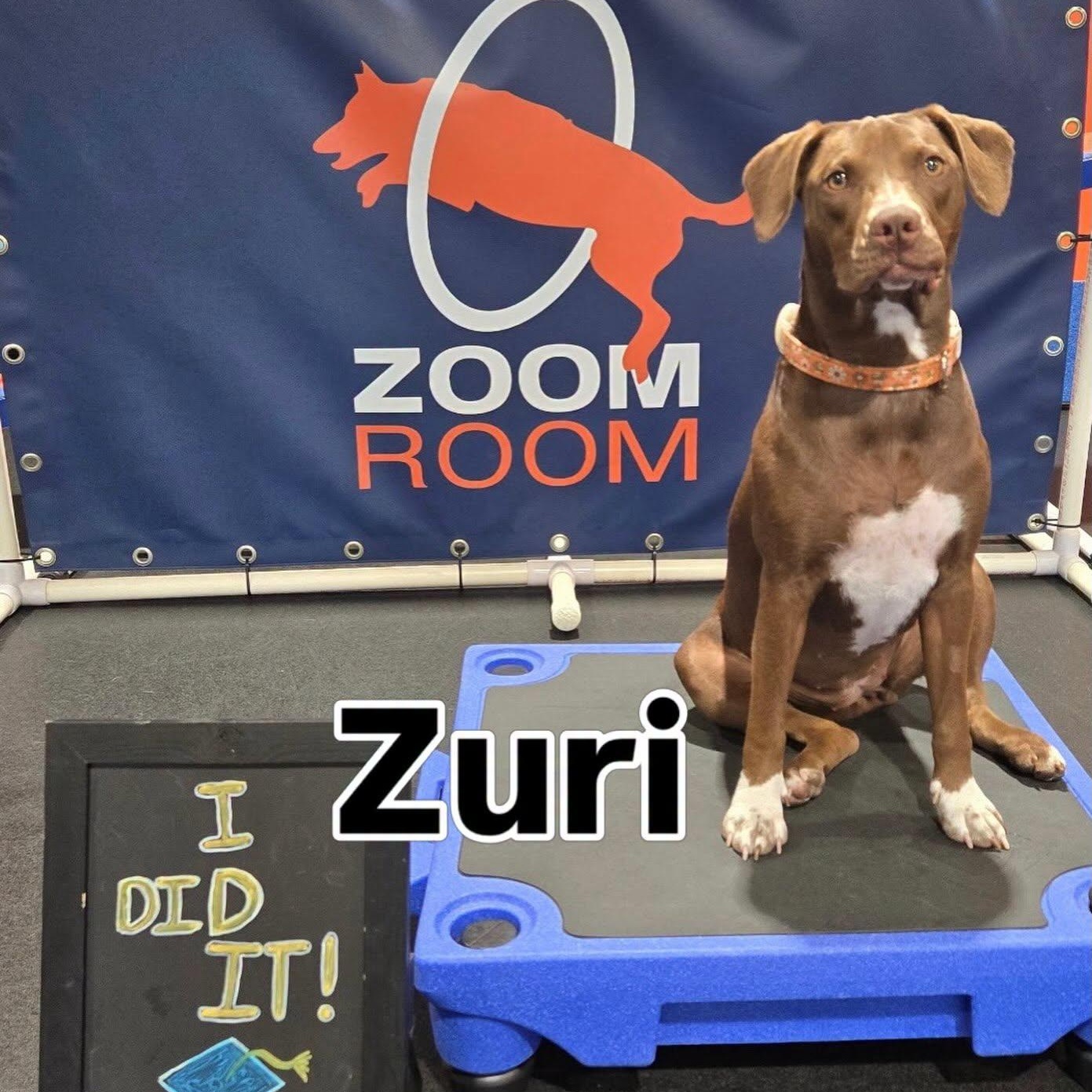 Zuri, Adoptable, Puppy Female American Staffordshire Terrier & Pointer.