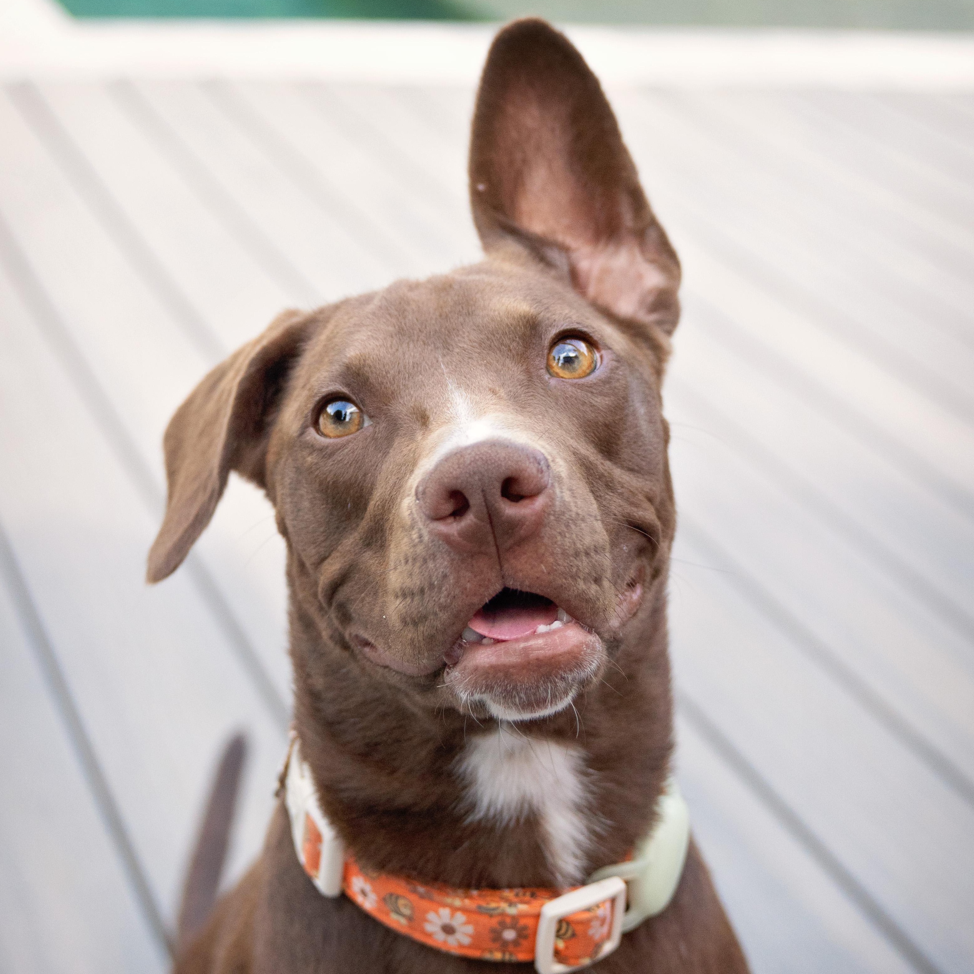 Zuri, Adoptable, Puppy Female American Staffordshire Terrier & Pointer.