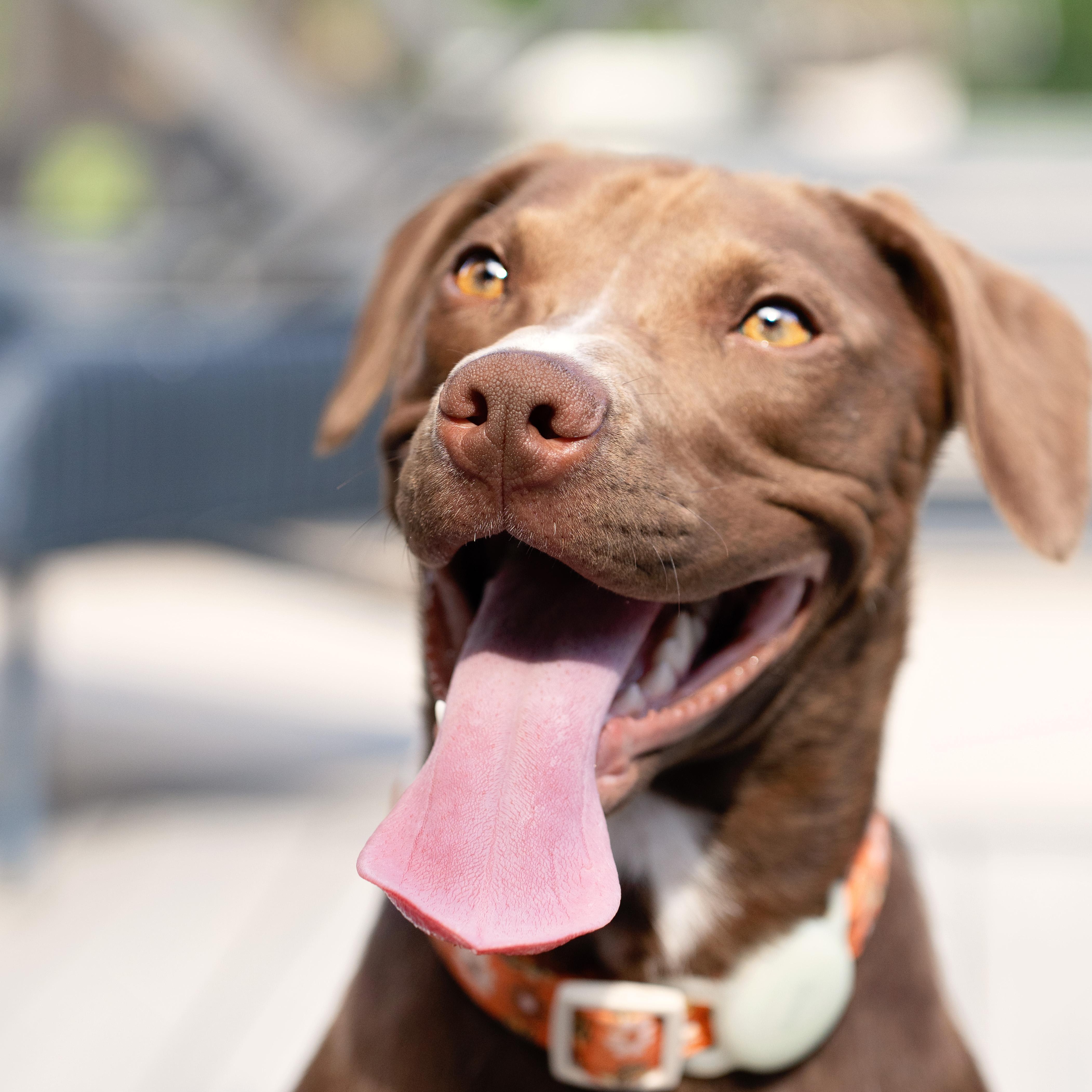 Enlarge Zuri, a Adoptable mixed breed in Concord, NC image 3/6
