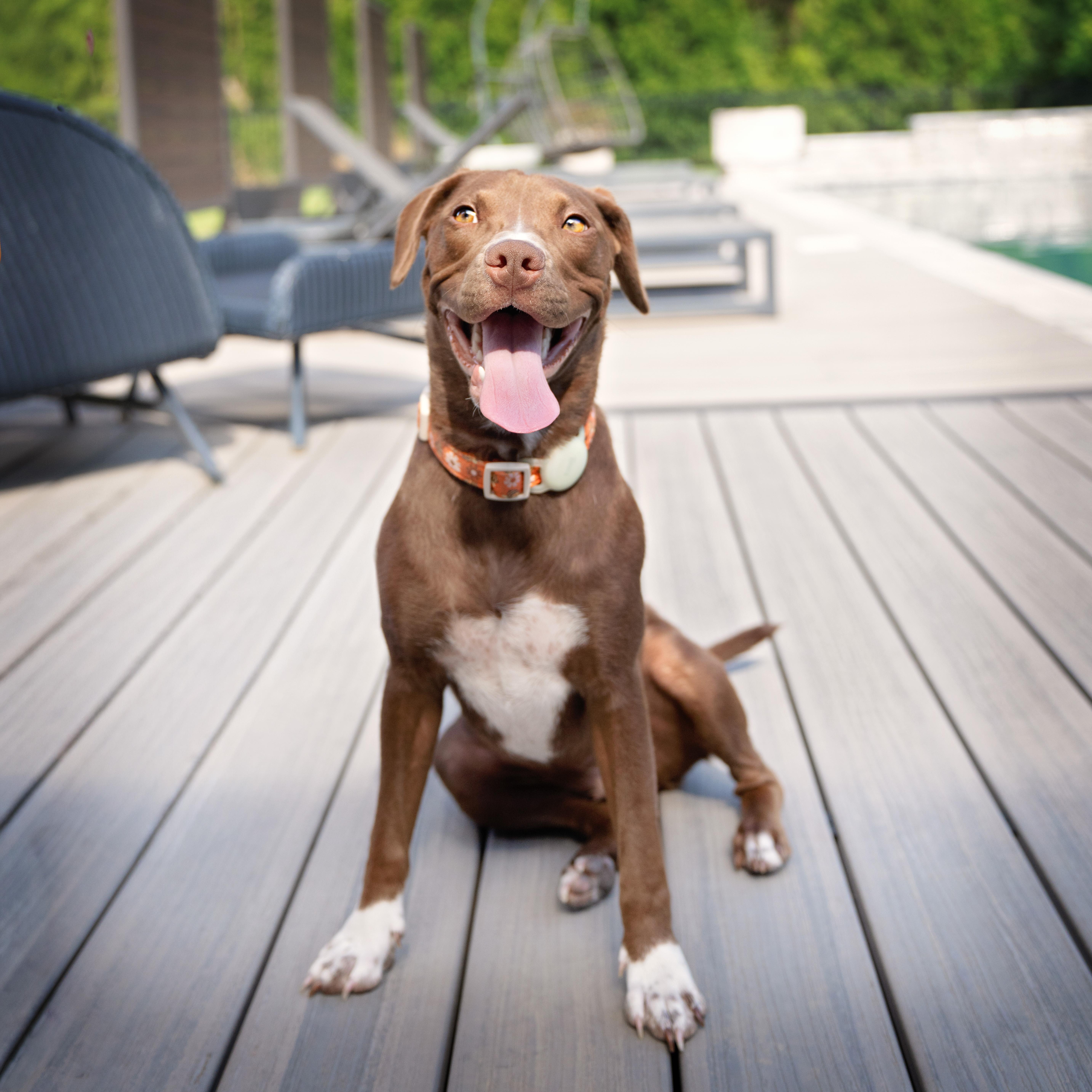 Enlarge Zuri, a Adoptable mixed breed in Concord, NC image 2/6