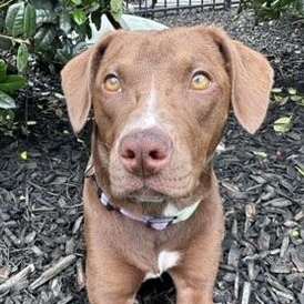 Enlarge Zuri, a Adoptable mixed breed in Concord, NC image 5/6