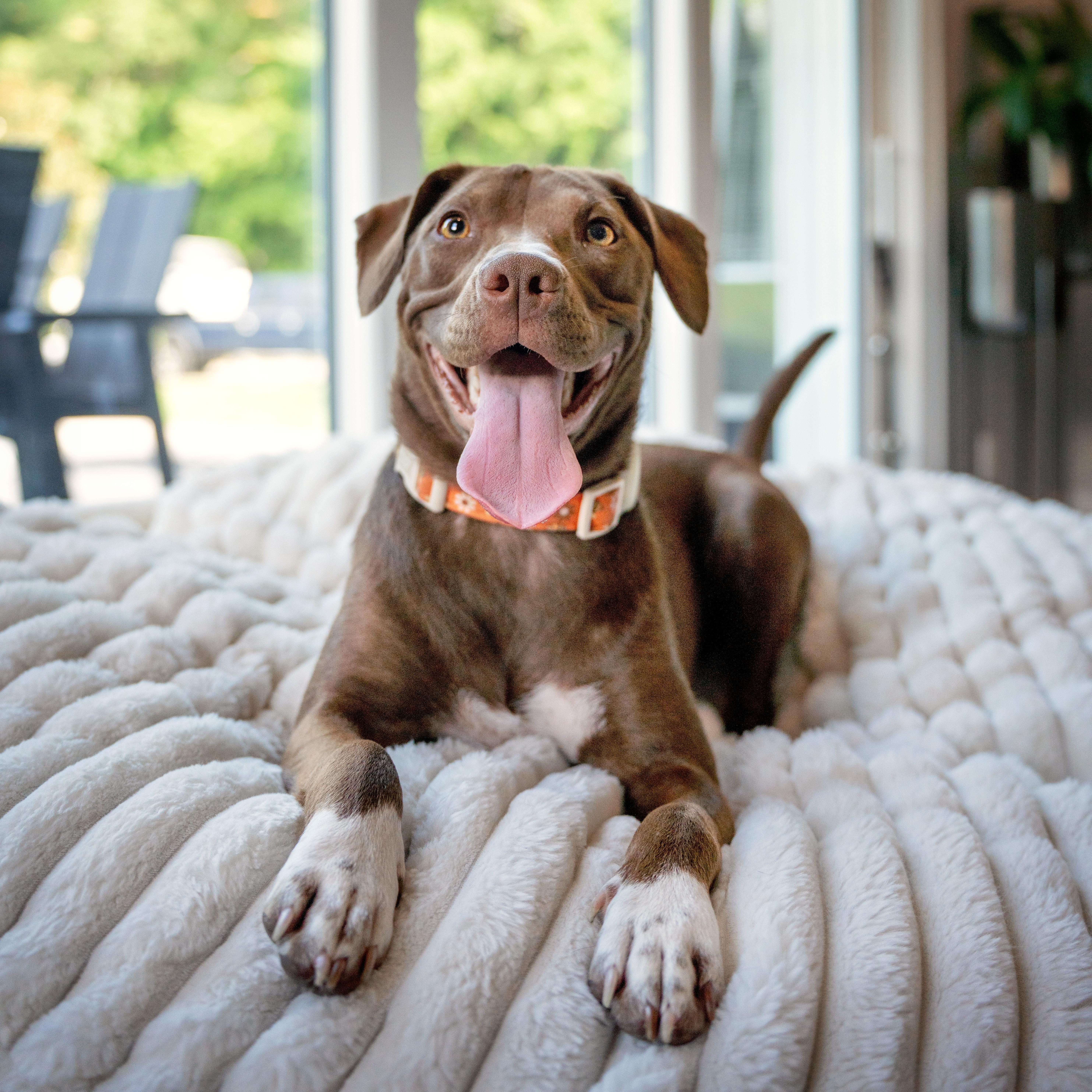Enlarge Zuri, a Adoptable mixed breed in Concord, NC image 6/6