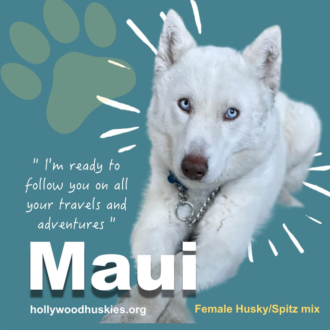 Enlarge Maui, a Adoptable mixed breed in Seattle, WA image 1/6