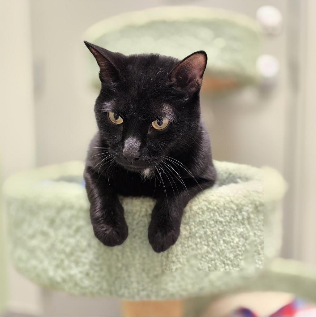 Liberty available through our Foster to Adopt Program, a Adoptable Domestic Short Hair in Columbia Station, OH image 1/6