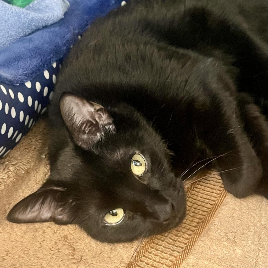 Liberty available through our Foster to Adopt Program, a Adoptable Domestic Short Hair in Columbia Station, OH image 2/6