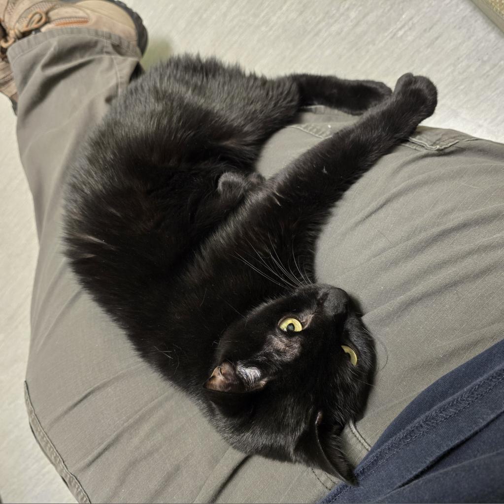Enlarge Liberty available through our Foster to Adopt Program, a Adoptable Domestic Short Hair in Columbia Station, OH image 2/5