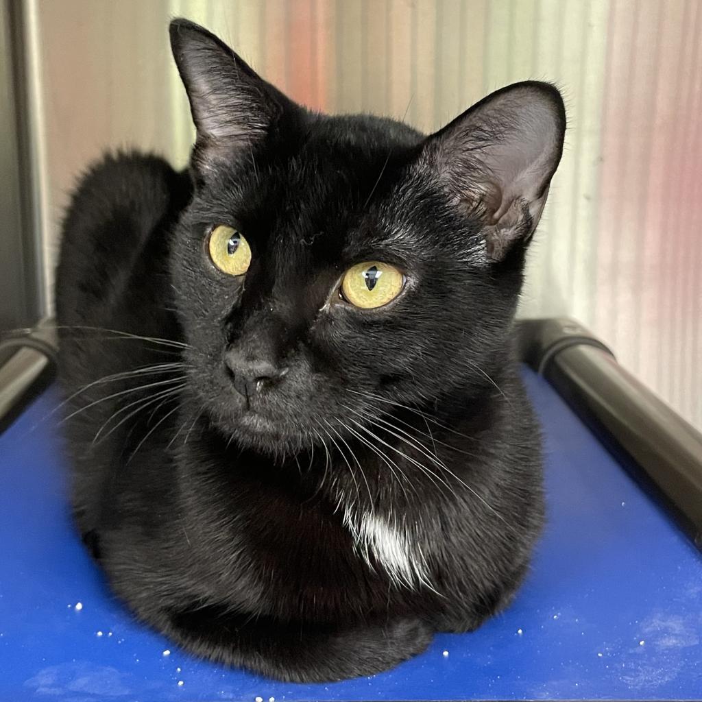 Liberty available through our Foster to Adopt Program, a Adoptable Domestic Short Hair in Columbia Station, OH image 4/6