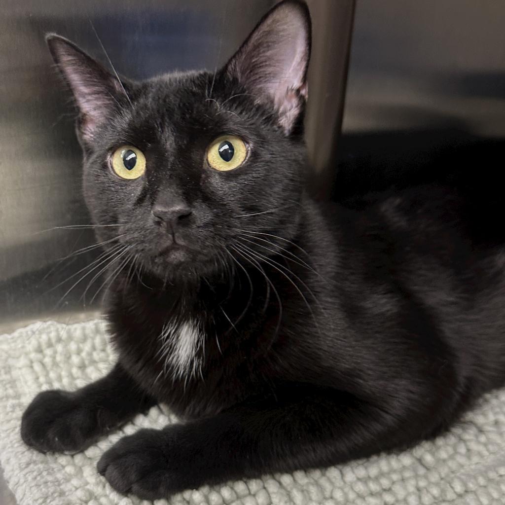 Enlarge Liberty available through our Foster to Adopt Program, a Adoptable Domestic Short Hair in Columbia Station, OH image 5/6