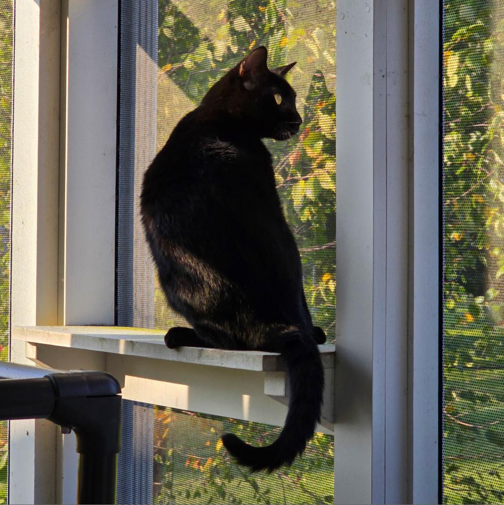 Liberty available through our Foster to Adopt Program, a Adoptable Domestic Short Hair in Columbia Station, OH image 6/6