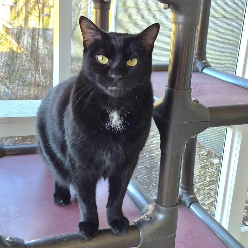 Enlarge Liberty available through our Foster to Adopt Program, a Adoptable Domestic Short Hair in Columbia Station, OH image 6/6