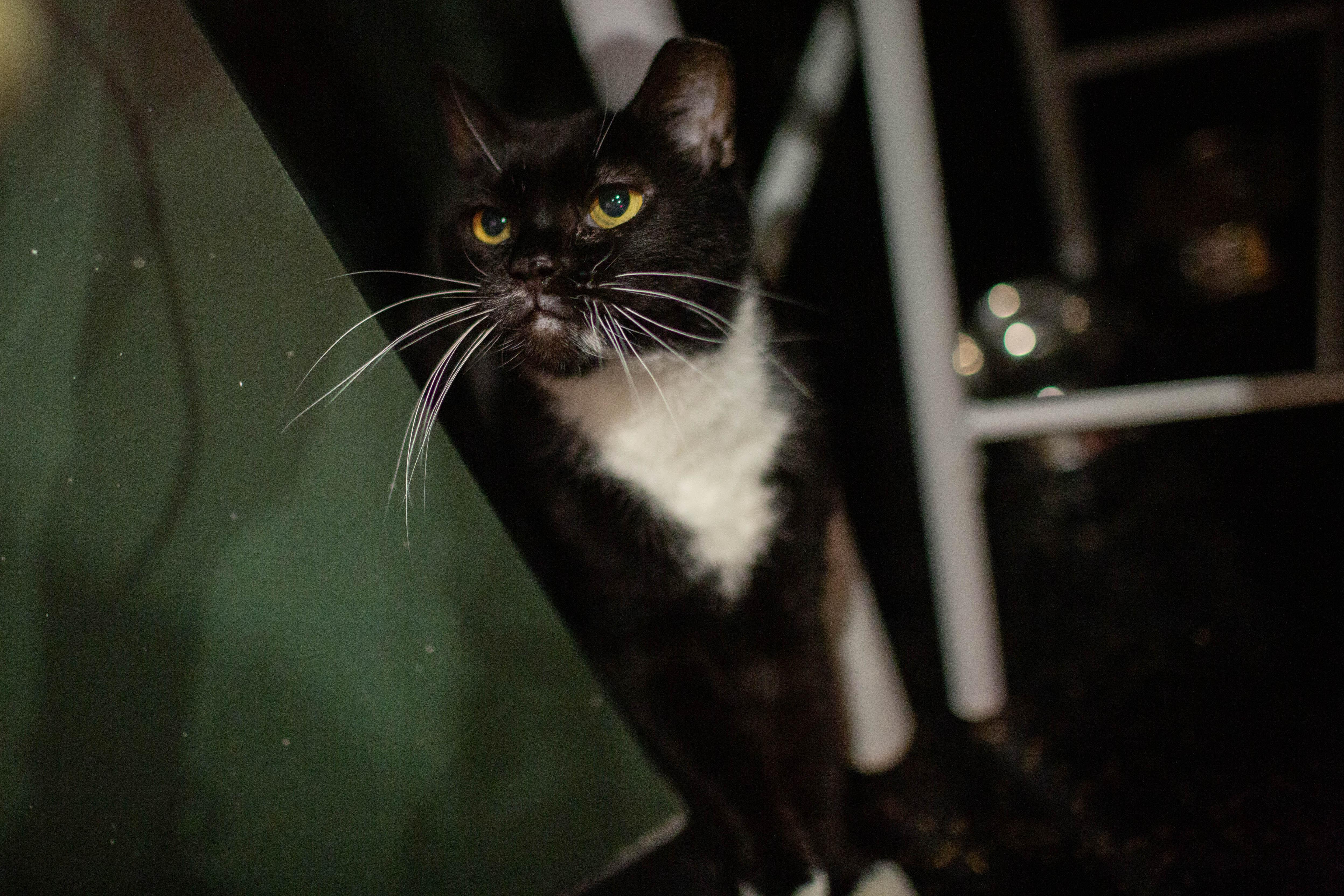 Midnight *bonded to Mimi*, ADOPTABLE, Adult Female Domestic Short Hair.
