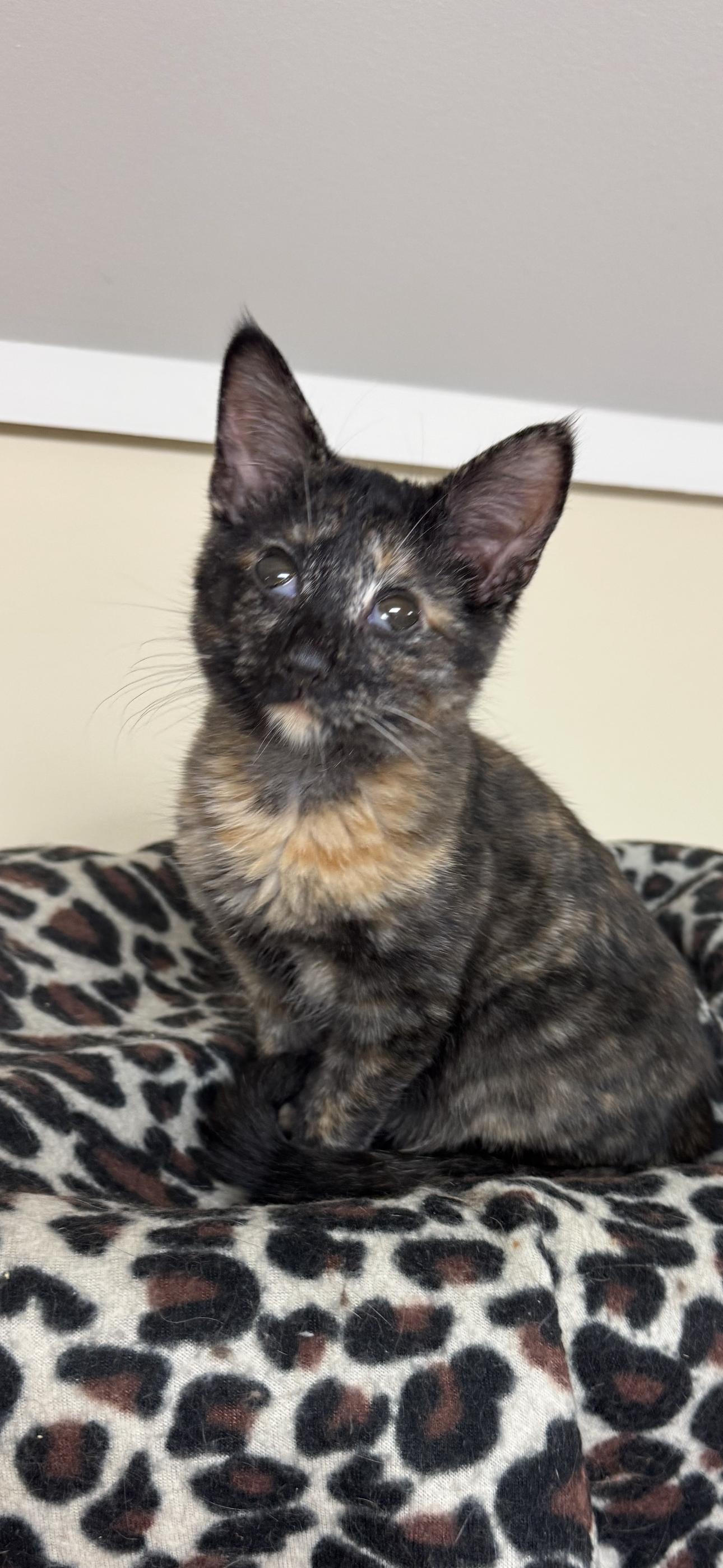 Enlarge Runty, a Adoptable Tortoiseshell in Brick, NJ image 1/5