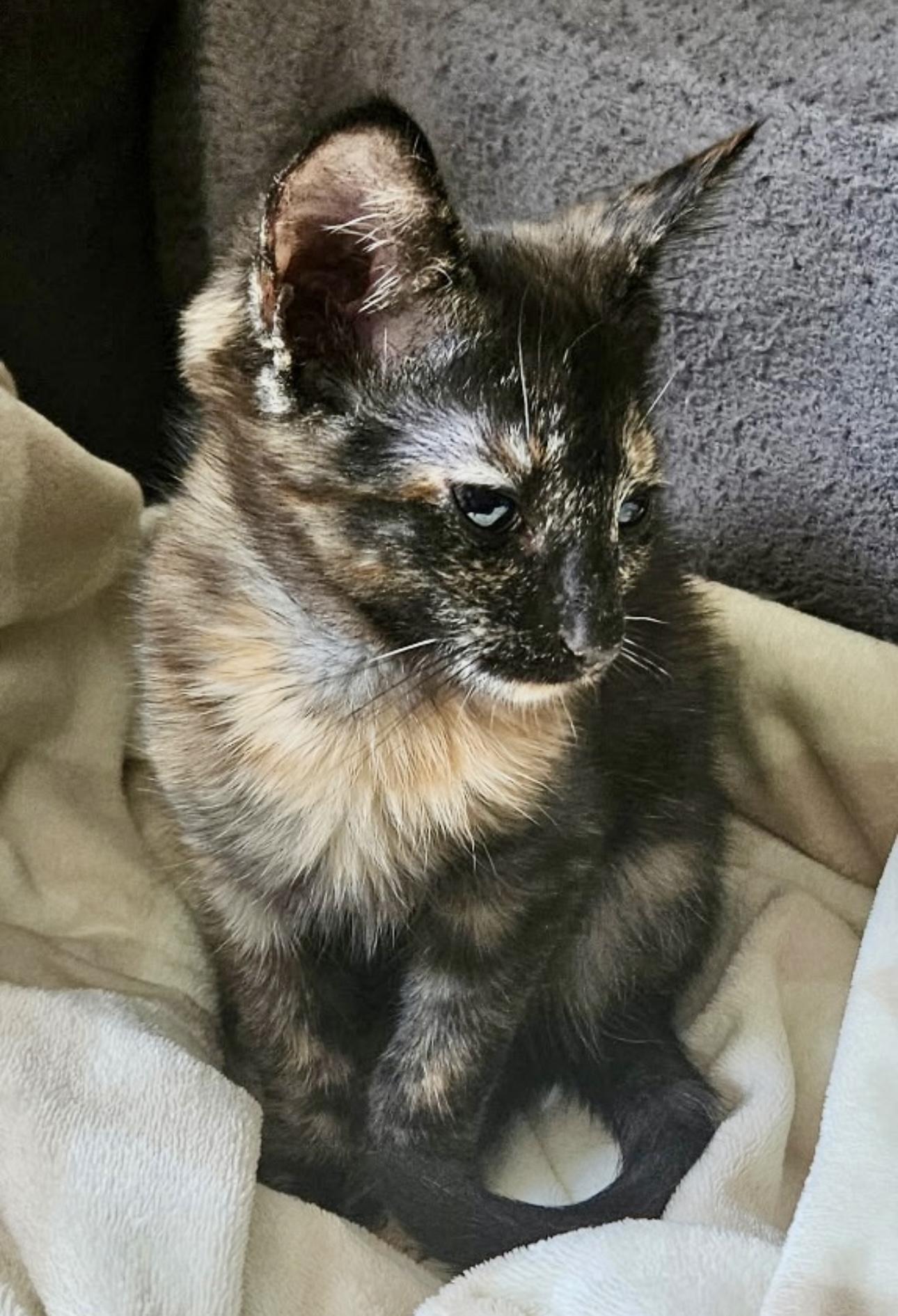 Enlarge Runty, a Adoptable Tortoiseshell in Brick, NJ image 2/5