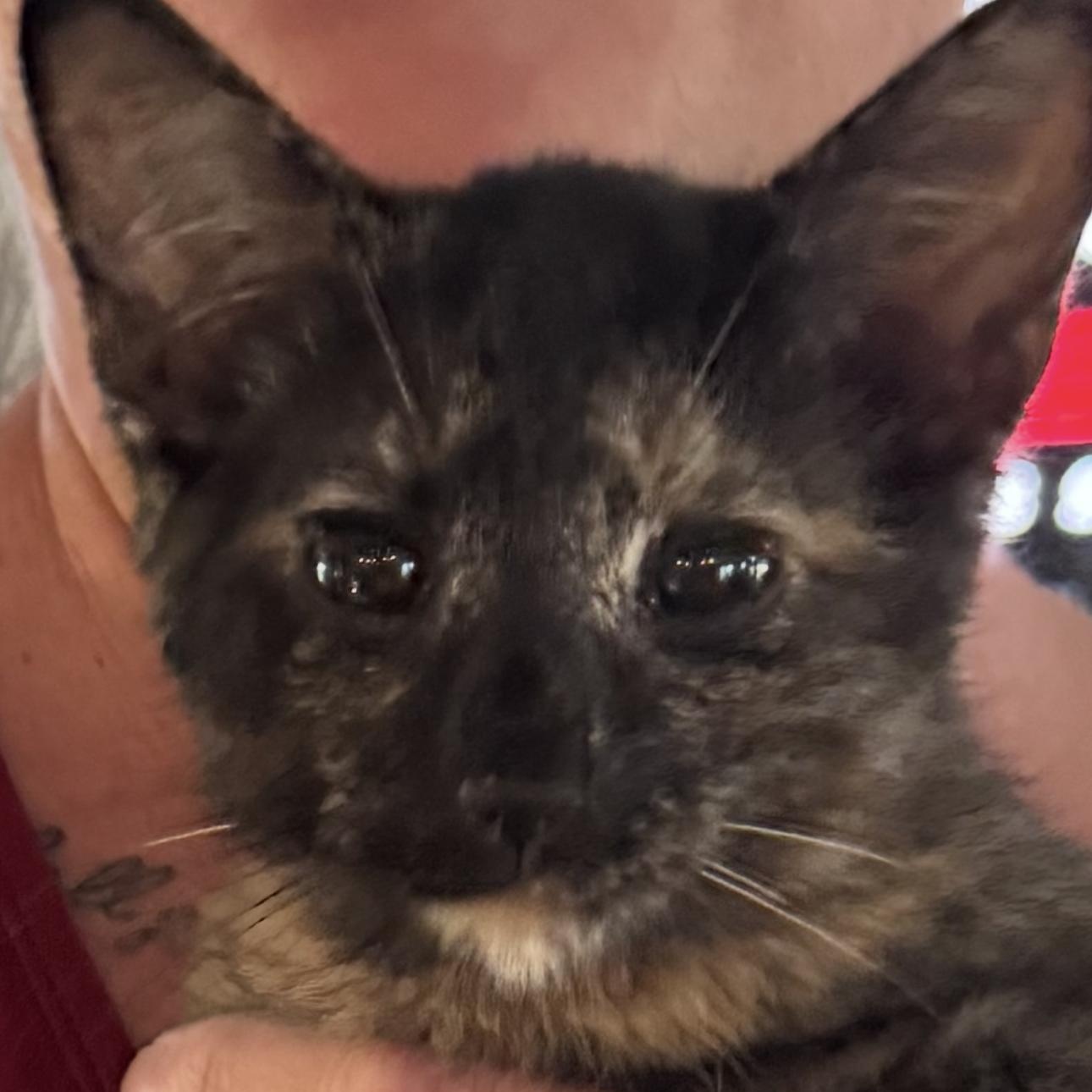 Enlarge Runty, a Adoptable Tortoiseshell in Brick, NJ image 3/5
