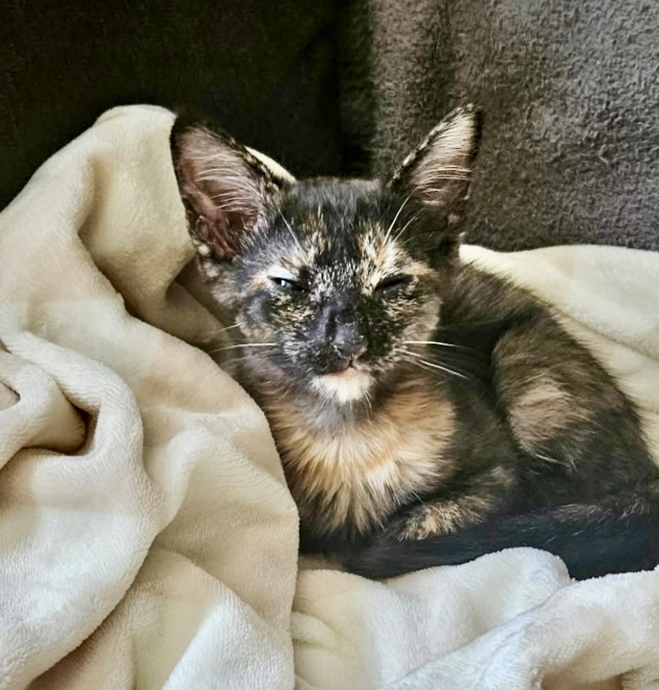 Enlarge Runty, a Adoptable Tortoiseshell in Brick, NJ image 4/5
