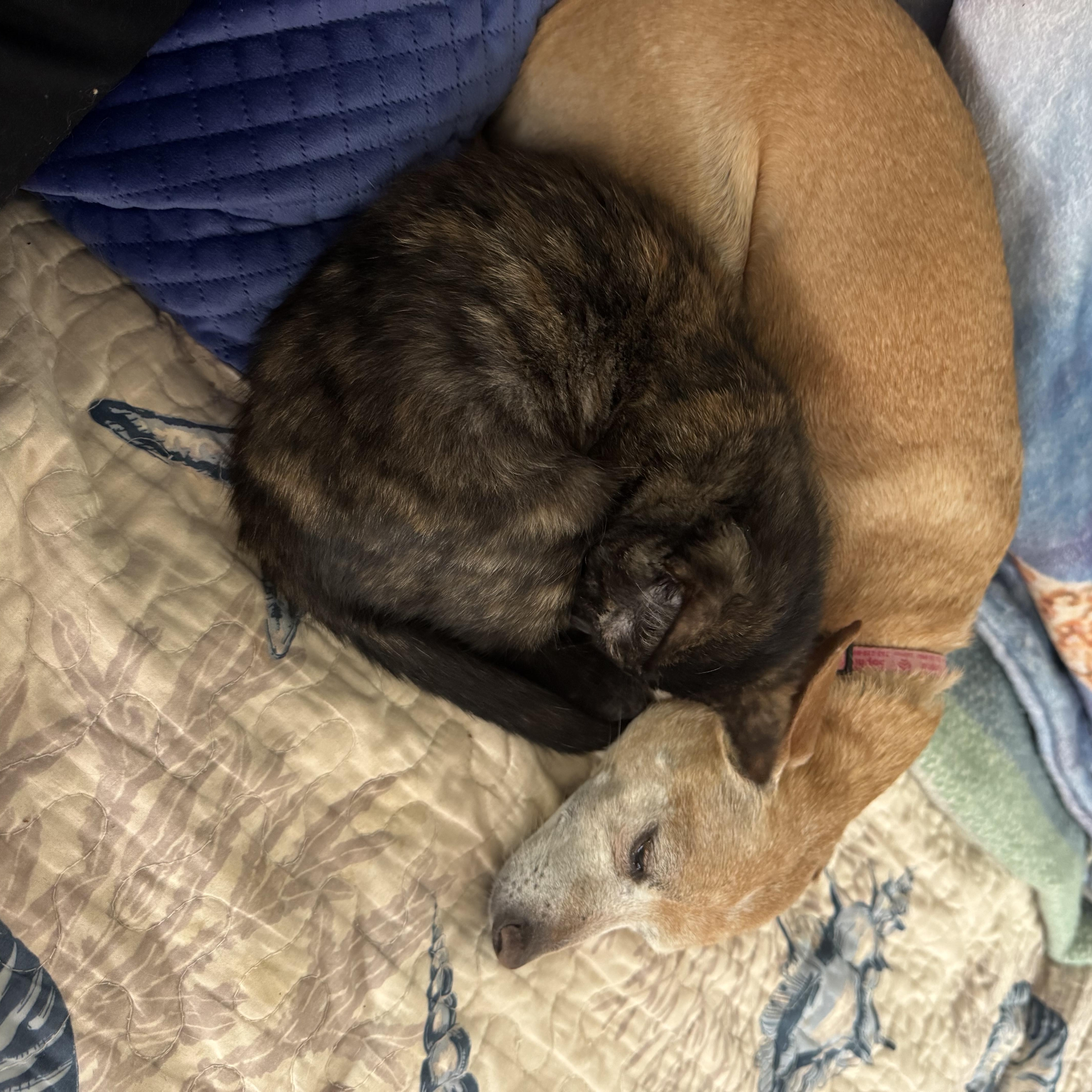 Enlarge Runty, a Adoptable Tortoiseshell in Brick, NJ image 5/5