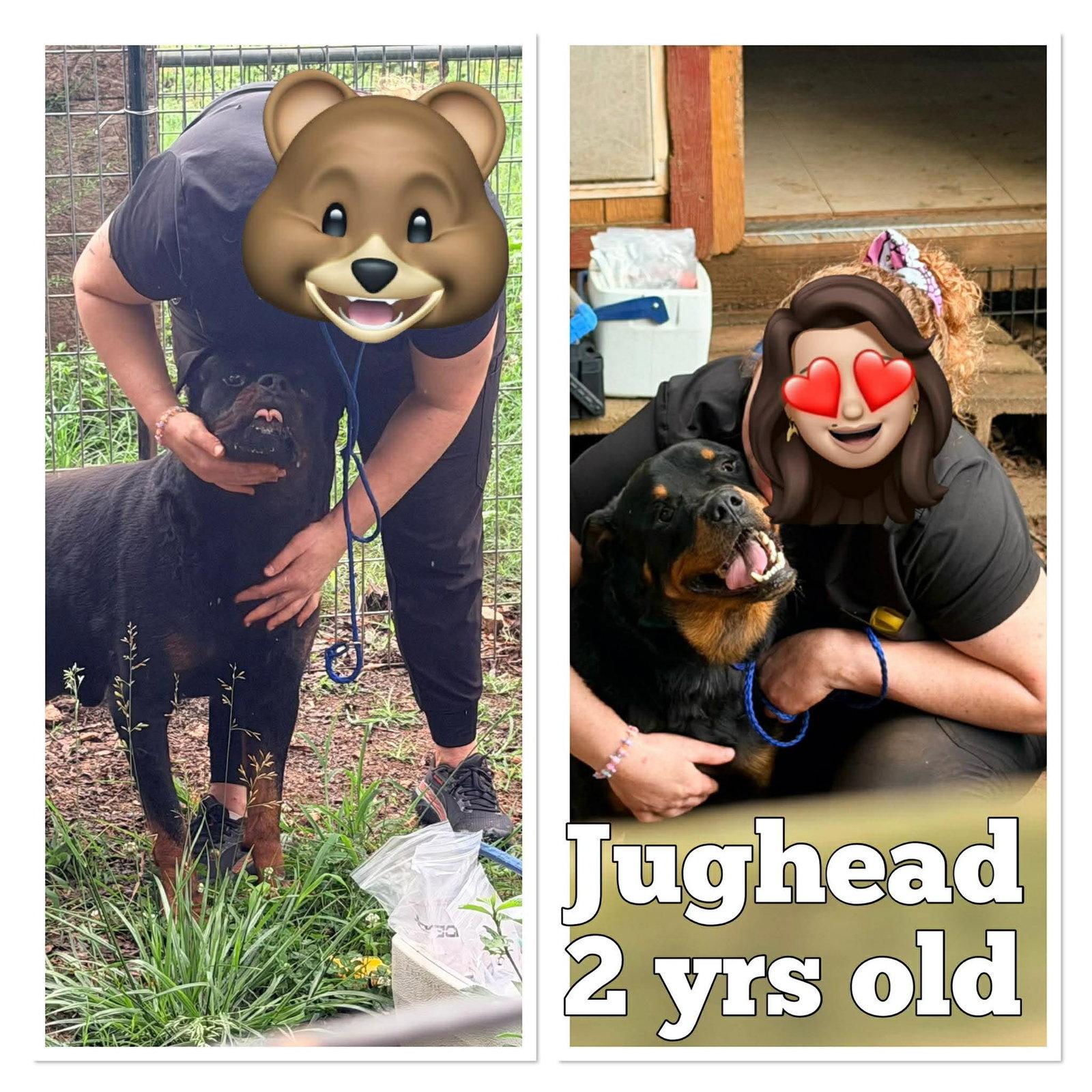 Jughead, Adopted, Young Male Rottweiler.