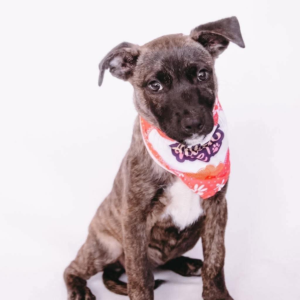 Beth D12621, Adoptable, Puppy Female Dutch Shepherd & Labrador Retriever.